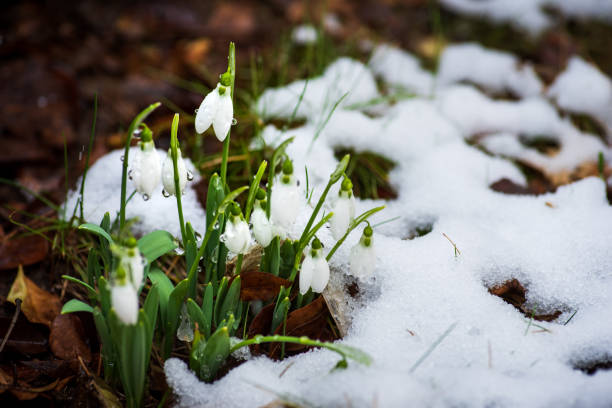 istock Spring snowdrop flowers blooming from the snow 1205819901