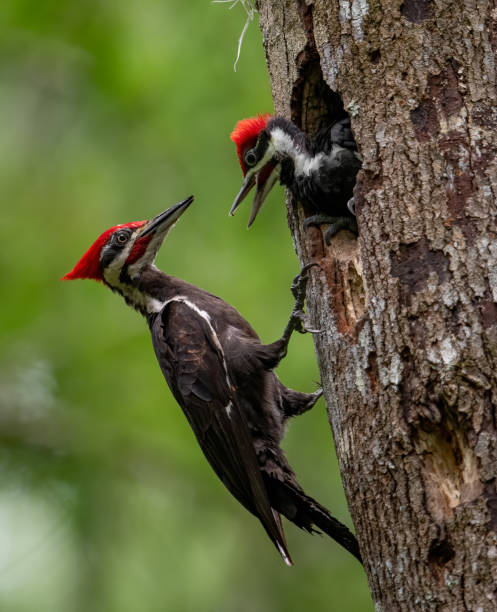 istock Pileated Woodpecker Portrait 1205820513