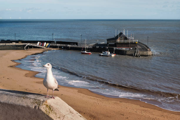 Seagull standing on a stone wall with the pier and cafe of the sandy Viking Bay beach in Broadstairs, Kent. Seagull standing on a stone wall with the pier and cafe of the sandy Viking Bay beach in Broadstairs, Kent. thanet photos stock pictures, royalty-free photos & images