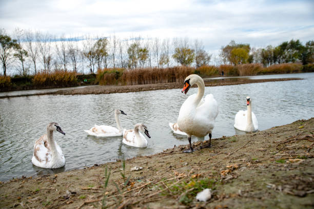 istock The swans swimming on the river 1205821466