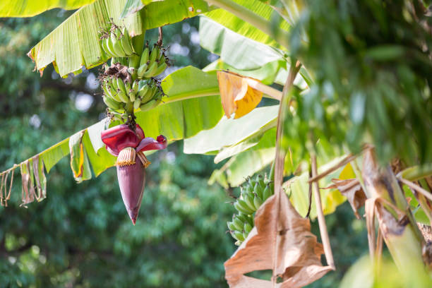 istock Focus a banana bud on tree with green grass  field background. Asian super fruit.  Tropical fruits. image for background, 1205822078