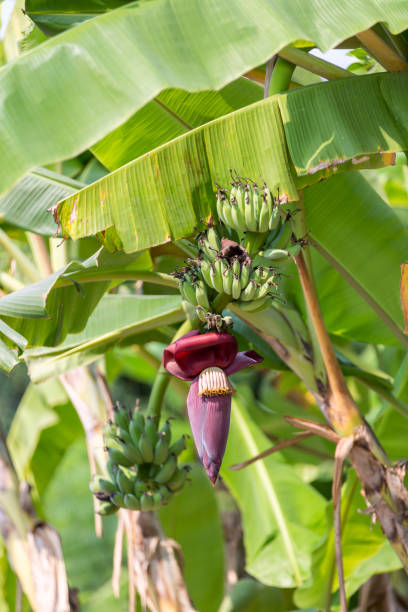 istock Focus a banana bud on tree with green grass  field background. Asian super fruit.  Tropical fruits. image for background, 1205822120