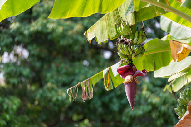 istock Focus a banana bud on tree with green grass  field background. Asian super fruit.  Tropical fruits. image for background, 1205822131