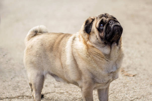 istock Cute Pug Dog Standing And Looking Up 1205822875