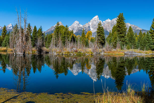 grande reflexão de tetons em uma represa do castor - nature reflection grand teton teton range - fotografias e filmes do acervo