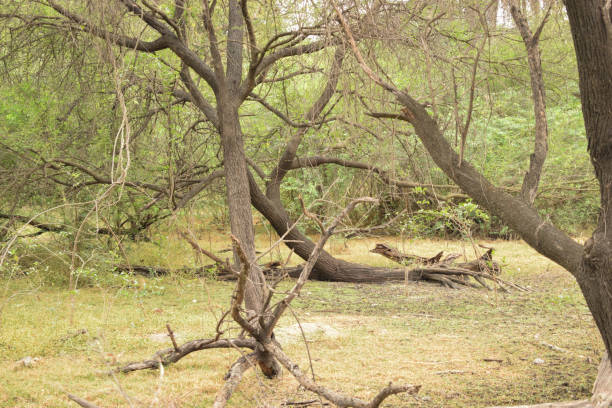 istock Tropical deep forest (jungle) in India stock photo 1205824660