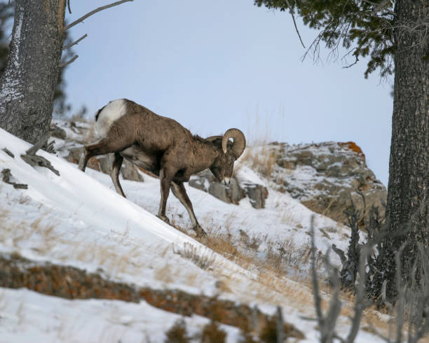istock Bighorn Sheep, Yellowstone January 2020 1205824787