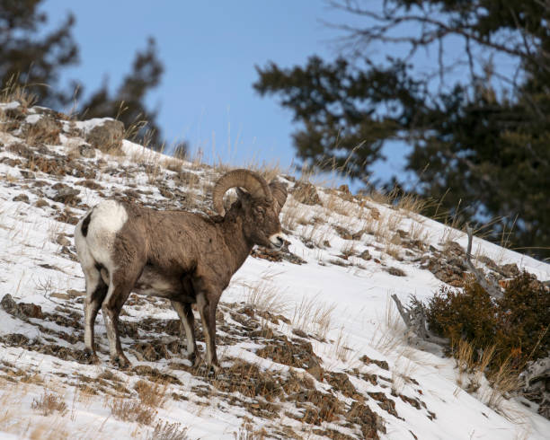 istock Bighorn Sheep, Yellowstone January 2020 1205824841