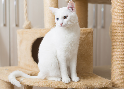 cute young white cat sits on scratching post