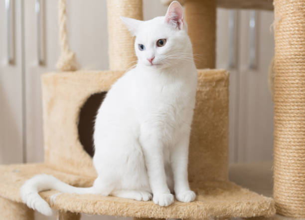white cat sits on scratching post stock photo