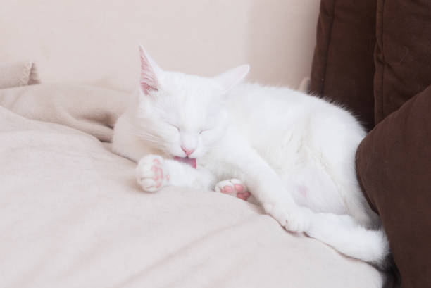 istock white cat lying on couch, grooming, eyes closed 1205825018