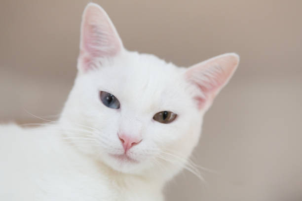 istock white cat portrait, focus on nose 1205825146