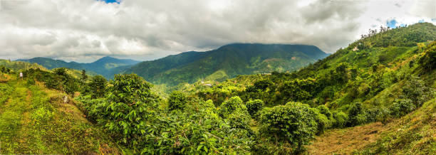 istock Blue mountains of Jamaica coffee growth place 1205825912