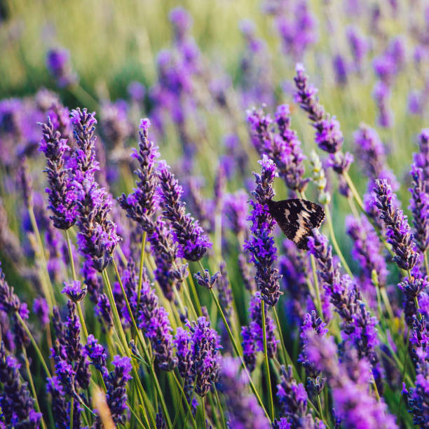 istock Black and white butterfly on lavender flowers 1205826191