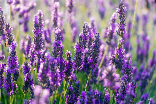 istock Blooming lavender flowers close up in a sunny day 1205826196