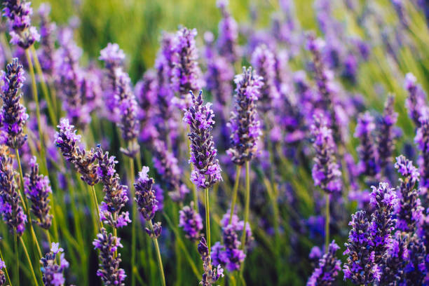 dettaglio fiori di lavanda in fiore - lavender coloured foto e immagini stock