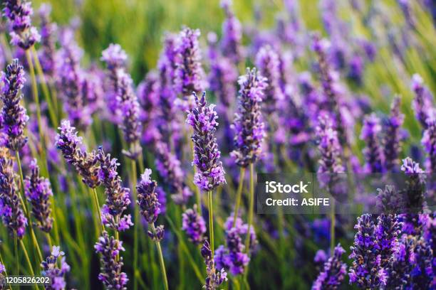 Blooming Lavender Flowers Detail Stock Photo - Download Image Now - Lavender - Plant, Lavender Color, Flower