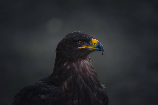 Steppe Eagle Steppe Eagle in Leeds Castle Falconry steppe eagle aquila nipalensis detail of eagles head stock pictures, royalty-free photos & images