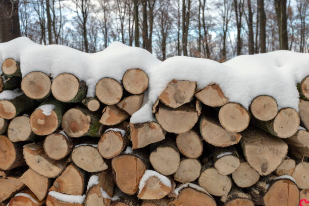 istock Woodlogs in the winter forest 1205827346