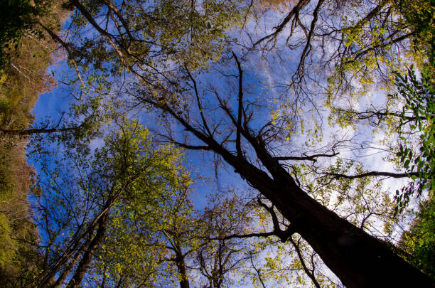 istock Castlewood State Park -- Dominant Tree Fisheye View 1205827810