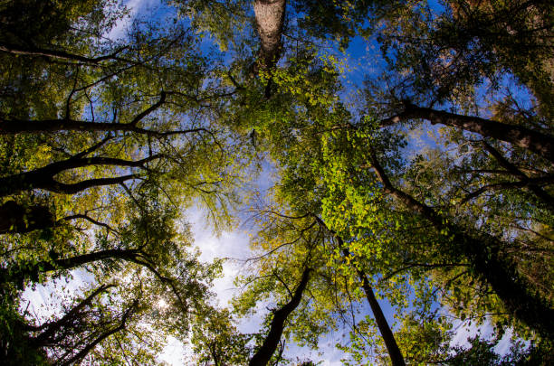 Castlewood State Park -- Missouri Forest Canopy Fisheye View Castlewood State Park -- Missouri Forest Canopy Fisheye View fish eye effect stock pictures, royalty-free photos & images