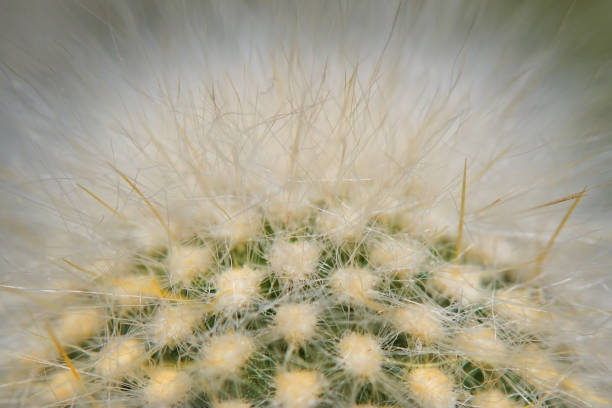 istock Extreme close-up of a cactus 1205828936