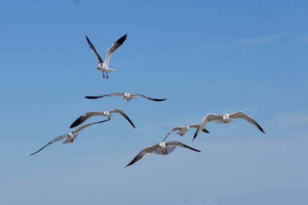 istock A Flock of Seagulls in Flight 1205830146