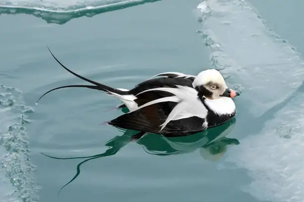 Photo of Long Tailed Duck swimming in ice water in winter