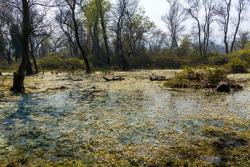 Mossy puddle in Floodplain Forest (Longoz) at Bursa, Karacabey, Turkey
