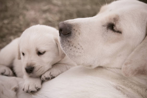 Group of newborn puppies having a meal