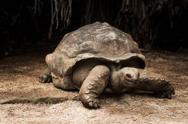 istock Giant Seychelles tortoise. Vanilla Nature Park. Mauritius. 1205832921