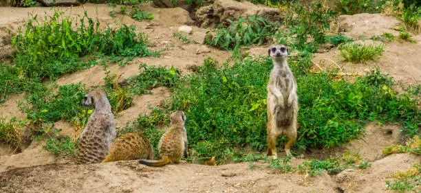 Photo of Cute meerkat standing in the field, tropical mongoose specie from Africa