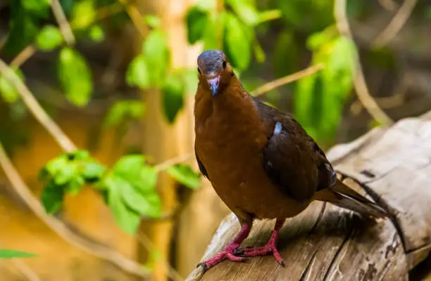 Photo of closeup portrait from the front of a socorro dove, Pigeon that is extinct in the wild, Tropical bird specie that lived on socorro island, Mexico