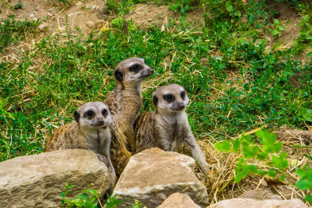 Photo of cute group of meerkats sitting together, tropical animal specie from Africa