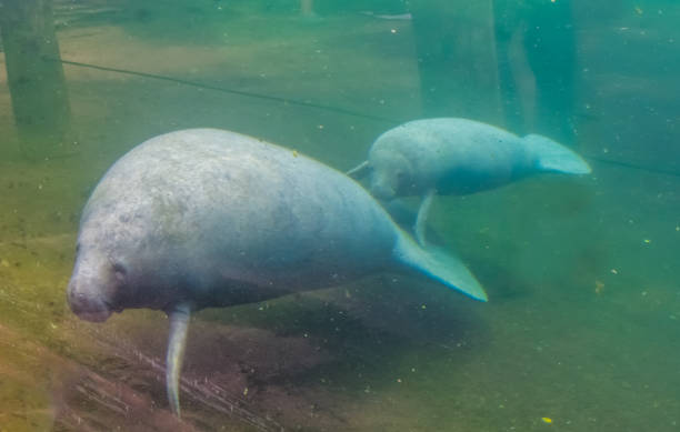 west indian manatee mother with calf, tropical sea cow specie from America west indian manatee mother with calf, tropical sea cow specie from America manatus stock pictures, royalty-free photos & images