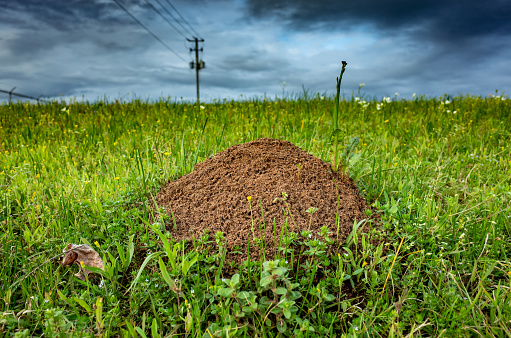 Ant Mound in Green Grass