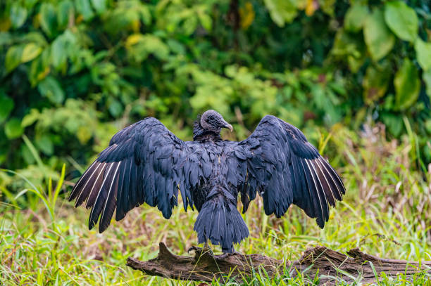 The black vulture (Coragyps atratus), also known as the American black vulture, is a bird in the New World vulture family found in the forest in Costa Rica el buitre negro (coragyps atratus), también conocido como el buitre negro americano, es un ave de la familia de los buitres del nuevo mundo que se encuentra en el bosque de costa rica con la cabeza negra y los freathers negros. con alas fuera y bajo la ll