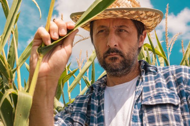 istock Farmer examining corn maize plants in field 1205837938