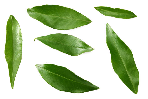istock citrus leaves isolated on white background. top view. 1205837985
