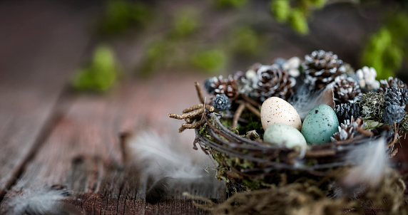 Spring Easter Eggs in a Nest against a Rustic Wood Background