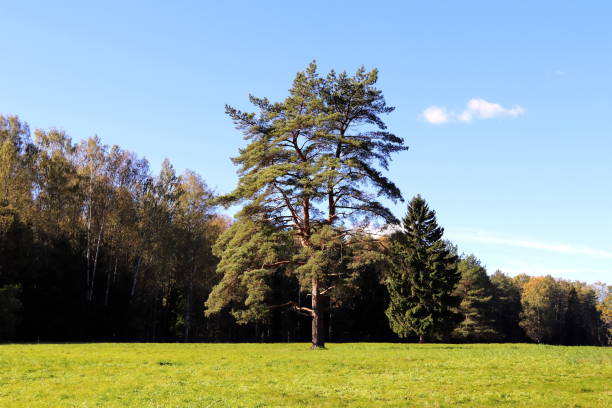 istock lonely pine tree in a green field on a summer day 1205839638