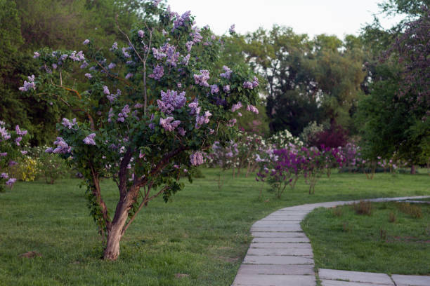 Blossoming decorative purple lilac Syringa tree in park stock photo