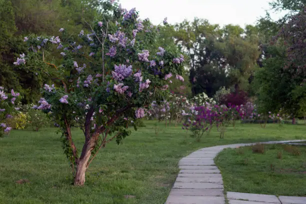 Photo of Blossoming decorative purple lilac Syringa tree in park