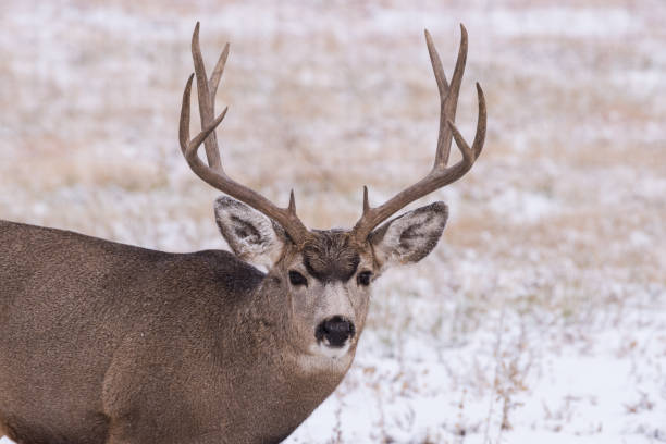 istock Wild Deer on the High Plains of Colorado 1205843884