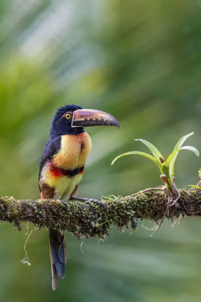 The collared aracari or collared araçari (Pteroglossus torquatus) is a toucan, a near-passerine bird found in Costa Rica