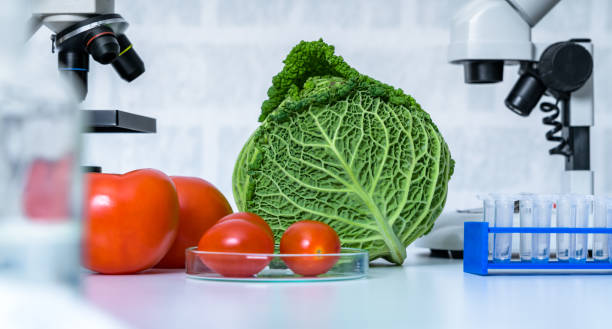 istock Genetic breeding of vegetables in lLaboratory , analyzing food quality, 1205845958