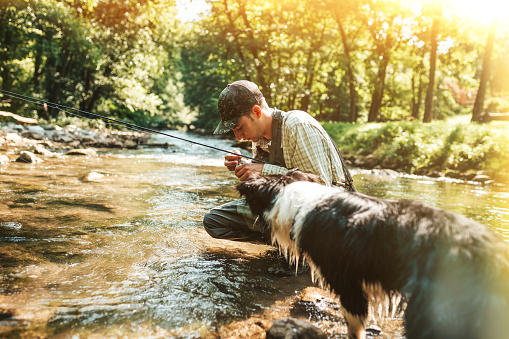 Young adult man fly fishing on the river together with his Border Collie dog.