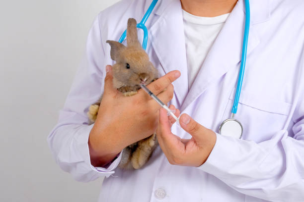 istock Veterinary with blue stethoscope use syringe to feed liquid chemical to brown rabbit which is held in arm 1205846915