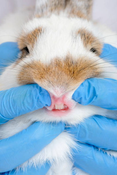 istock Vertical image of blue glove hands help for analysis the teeth and gum of white bunny rabbit 1205846927