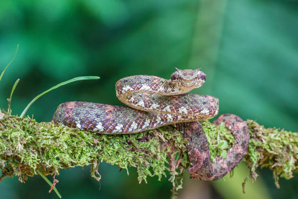 두리에시스 슐레겔리이, 속눈썹 독사, 코스타리카에서 발견 독수 구덩이 독사 종입니다 - eyelash viper 뉴스 사진 이미지